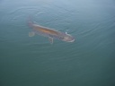 2011_max_brochet_94cm_274(1).jpg.JPG